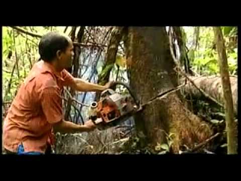 Embedded thumbnail for Karet Busa Raksasa Indonesia
